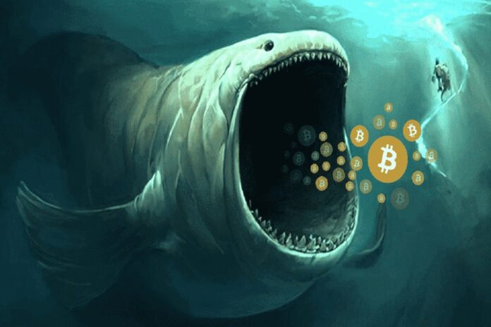 crypto-whale-a.jpg