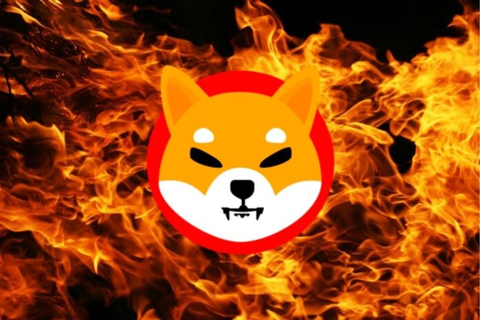 Shiba-Inu-5.jpeg